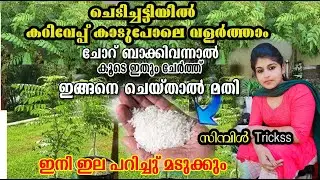 ഉണങ്ങിയ കറിവേപ്പ്  വരെ തളിർക്കാൻ ഈ കാര്യം മതി കാട് പോലെ വളരാൻ/ കറിവേപ്പില/കറി ഇല//poppy happy vlogs