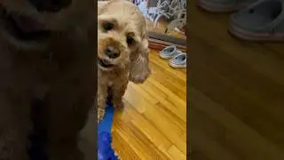 Вынос мозга с самого утра #dogfun #funny #dog