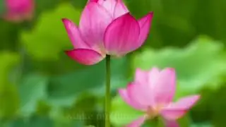 World Meditation day Gaided Meditation SRF Meditation's