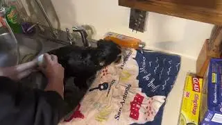 Harvest Litter Puppy Bath Time! 🛁 #puppybath #cute