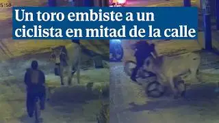 Un toro suelto embiste a un ciclista en mitad de la calle