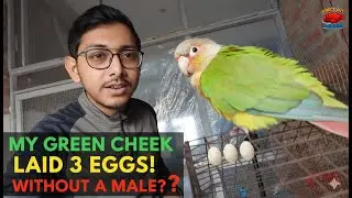 UNBELIEVABLE: My Green Cheek Laid 3 Eggs Alone! 🥚🦜