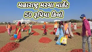મહારાષ્ટ્ર મરચા માર્કેટ 50 રૂપિયા કીલો મરચા 