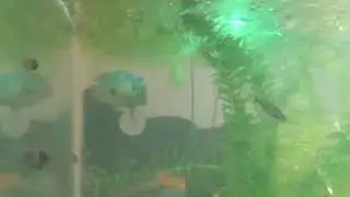 D.G.D Dwarf gourami disease