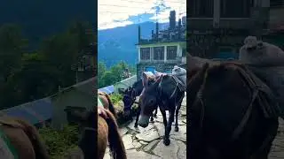 #donkey #carry #heavy #weight 😨😨😨