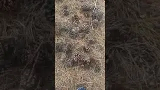 Walking in Pinecones ASMR ((full))