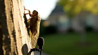 Talking Animals Classroom | Learning with Nature