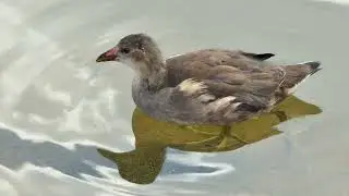 Young Moorhen on the edge of the lake