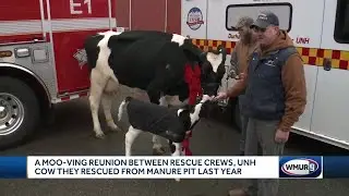 Rescuers of dairy cow reunite with her, her calf
