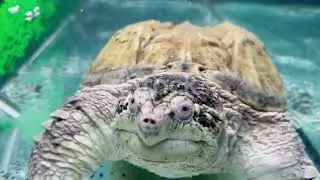 The Unique Flora and Fauna of Trinidad&rsquo;s Ecosystems #animal2024 #wildlife #cute