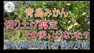 【5月の現状】青島みかん切り上げ剪定骨格作りのその後【今後の管理】