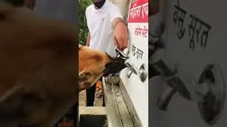 Save animals save nature