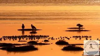 Quiet morning on Boundary Bay......