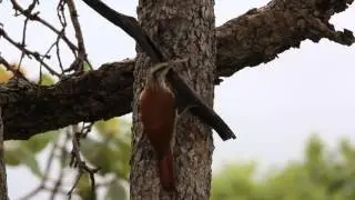 Arapa&ccedil;u-de-cerrado - Narrow-billed Woodcreeper - Lepidocolaptes angustirostris