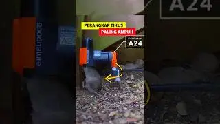 Alat Pembasmi Tikus Moderen