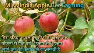 Miss India Apple Ber new variety Contact 7029279400