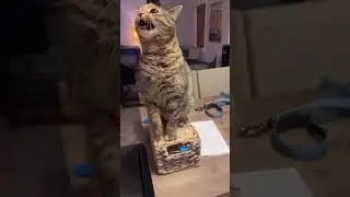 #aicake #aiknife #aicutting #aianimalvideos #weirdcore #aiartcommun&iacute;ty #aigenerated #ai #cutecat