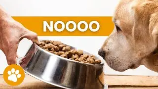 18 Human Behaviors Dogs Hate The Most