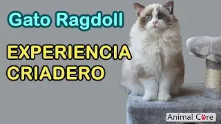 GATO RAGDOLL: EXPERIENCIA CON LOS CRIADEROS Y OBSERVACIONES