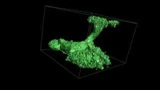 Confocal: Fly mushroom body lobe (Marenda lab)