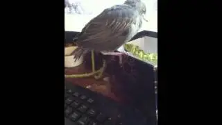 Starling Fledgling Playing With His Perch