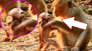 Pitiful !! Baby monkey newborn got warning milk from young mother cos very terrible