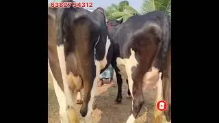 2 மாடுகள் விற்பனை #shorts #shortvideo #shorts #sales #good #farming #farmer #short #shortsviral