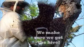 Cockrell Hill, Texas  AA Bee Removal Experts, Cockrell Hill, Texas