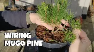  Mugo Pine Bonsai - First Time Styling 