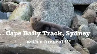 Fur Seal!! Spotted at Cape Baily Track, Sydney’s Wild Coast | Sony ZV-E10 II #seal #sydney