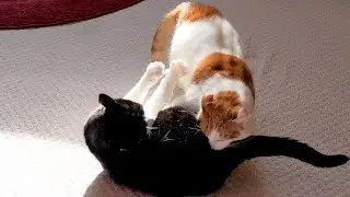 Cat Bites Other Cat And Makes Him Scream