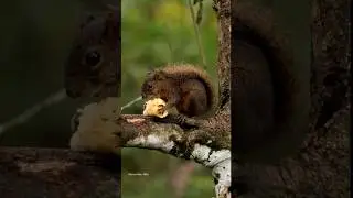 Red-tailed Squirrel in Costa Rica. #squirrel #costarica #wildlife #animals #costaricawildlife #cute