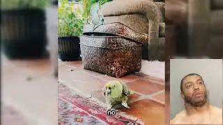 Turbo Parrot Takes Flight #shorts