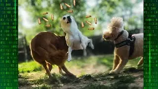 🐶 Small Dogs Playing at Echo Lake Dog Park NJ🌳🐾