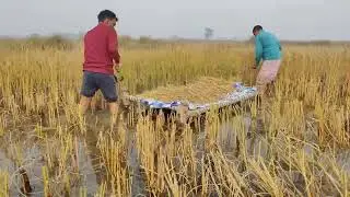 Dhaan ki katni paani me