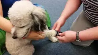 Putting Socks on a dog and checking the fit