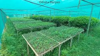 Sankhabhanga Forest Department | Baripada | Mayurbhanj.