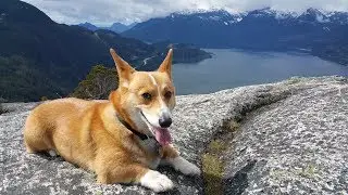 Corgi hiking up first peak at stawamus chief squamish