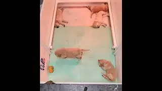 M❤️H Puppies 