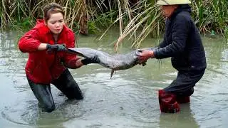 Harvesting A lot Of Many Giant Catfish in Dense Grass,How to Cook Catfish | Hậu Harvest