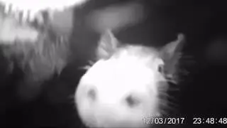 Little Acorn ltl-5310WA trail camera pig footage, dam.