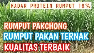 RUMPUT PAKCHONG || RUMPUT PAKAN TERNAK KUALITAS TERBAIK ...‼‼👍👍