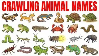 35+ Crawling Animals Name for Kids | Learn Insects & Reptiles in English with Pictures & Sounds
