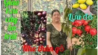 Hồng cây giống giá rẻ miền tây giao lưu cây ăn trái lê kim ma vú sữa sung 