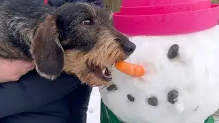Dachshund Teddy the Carrot Thief is Back! 😂