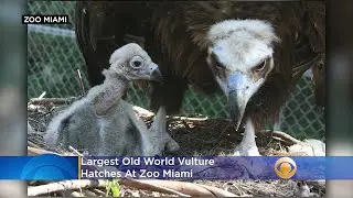 Largest Old World Vulture Hatches At Zoo Miami