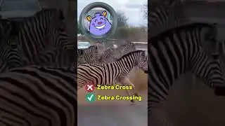 The reason behind zebra cross sign is zebra crossing