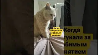 Почему все коты так делают?/why cats do it?