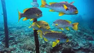 Raja Ampat Diving