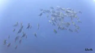 Inmersi&oacute;n de buceo Cala Abierta, Cabo Ti&ntilde;oso, La Azoh&iacute;a, 02-06-2024